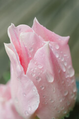 Close up of water drops on pink tulips
