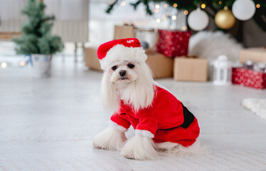 Dog near christmas tree at home