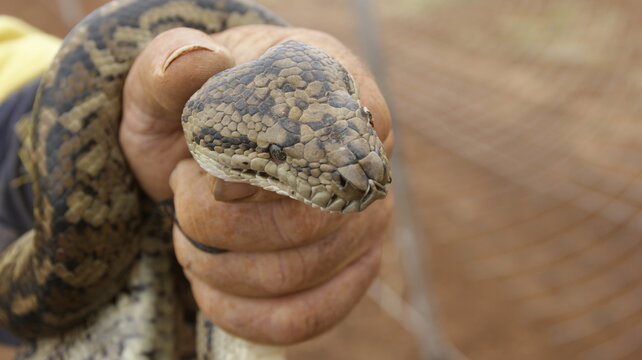 snake in hand