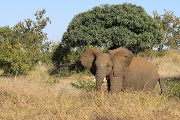 Fototapeta premium Afrikanischer Elefant / African elephant / Loxodonta africana.