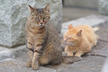 都会や海辺、公園などに住む可愛らしくもたくましい野良猫たちの個性的な表情