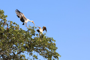 Nimmersatt / Yellow-billed stork / Mycteria ibis.