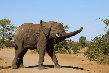 Afrikanischer Elefant / African elephant / Loxodonta africana