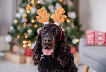 Dog near christmas tree at home