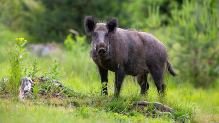 Wild boar, sus scrofa, standing on grassland in summertime nature. Brown swine looking to the camera on meadow in spring. Hairy mammal observing on green pasture.