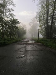 Fototapeta premium morning in the forest