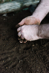 Close up of a man's hands planting seed garlic in a garden bed in Autumn