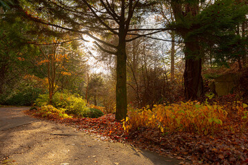 Fototapeta premium Backlit tree in a yellow and brown autumn park..