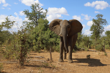 Afrikanischer Elefant / African elephant / Loxodonta africana