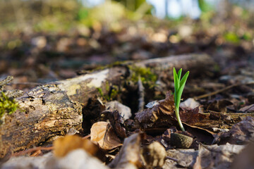 Frühlingserwachen im Wald, Kraft der Pflanzen und der Natur