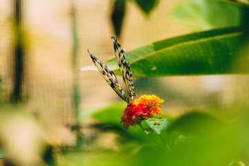 a butterfly on a flower