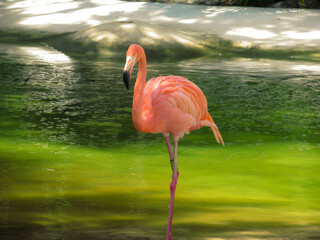 Beautiful pink flamingo in tropical caribbean lake