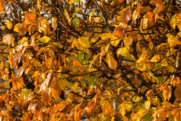 Yellow leaves clinging to a hedge in late autumn..