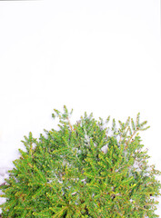 Obraz premium Christmas tree on a white background, tree 