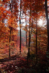 Forest nature in autumn colors