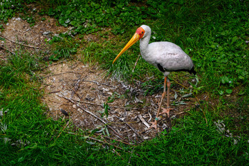 Mycteria cinerea - Milky white walking on the lawn.