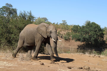 Fototapeta premium Afrikanischer Elefant / African elephant / Loxodonta africana.