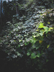 when humanity disappears, plants will remain