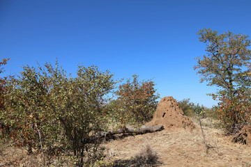 Termitenh&uuml;gel / Termites' Nest /
