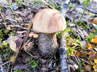 mushroom in the forest