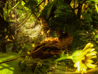 spider in web