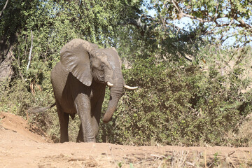 Afrikanischer Elefant / African elephant / Loxodonta africana