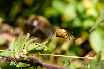 Big spider in the forest