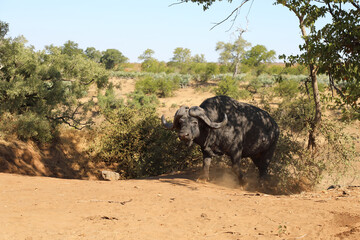 Kaffernbüffel / Buffalo / Syncerus caffer