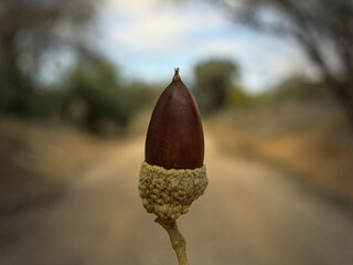 Closeup of an isolated acorn