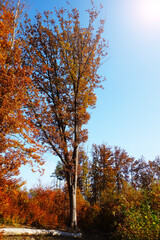 Forest nature in autumn colors