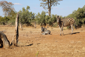 Steppenzebra / Burchell's Zebra / Equus burchellii...