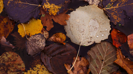 autumn leaves on the ground