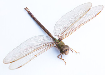 Dragonfly closeup on white background.