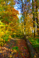 Forest nature in autumn colors