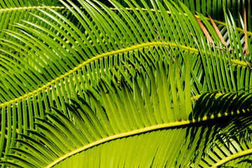 palm leaves creating a nice background