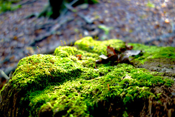 Green moss on a stump