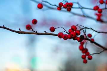 A Tree Branch Covered in Small Red Berries