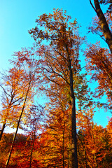 Fototapeta premium Forest nature in autumn colors