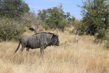 Fototapeta premium Streifengnu / Blue wildebeest / Connochaetes taurinus