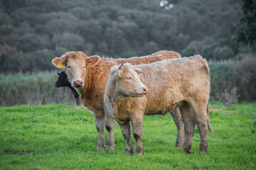 Fototapeta premium Cows feeding in the field