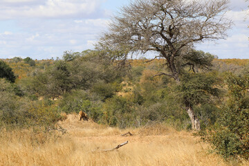 Afrikanischer Löwe / African lion / Panthera Leo.