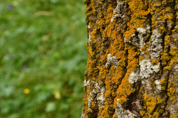 tree bark with moss close up view