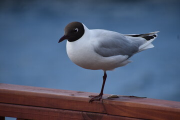 aves