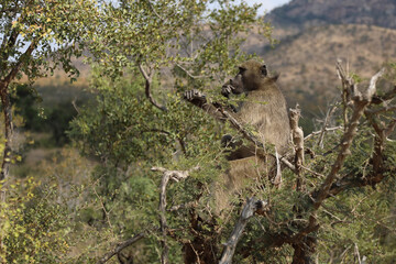 Bärenpavian / Chacma Baboon / Papio ursinus..