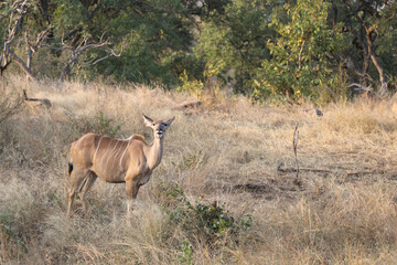 Großer Kudu / Greater Kudu / Tragelaphus strepsiceros.