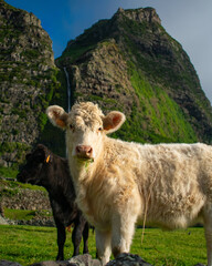 Cows in mountain