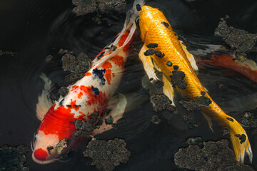 Obraz na płótnie Canvas koi fish