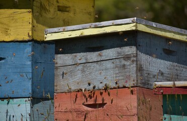 colmenas abejas