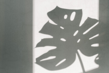 White wall with shadow from monstera leaves.