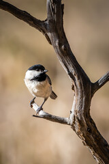 Carolina chickadee